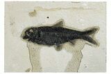 Detailed Fossil Fish (Knightia) - Wyoming #292537-1